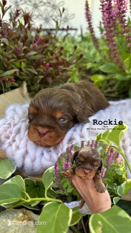 Rockie – Cavalier King Charles Spaniel puppy for sale in Herriman, UT