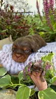 Rockie, a male Cavalier King Charles Spaniel for sale in Herriman, UT – 1 of 1