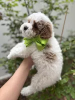 Midnight - Crate trained, head start on potty training, 12 weeks old., a male Miniature Goldendoodle for sale in Herriman, UT – 3 of 5