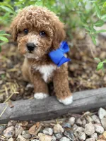 Cobalt - Crate trained, head start on potty training, 12 weeks old., a male Miniature Goldendoodle for sale in Herriman, UT – 3 of 5