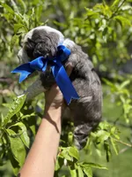 Bear, a male Miniature Bernedoodle for sale in Herriman, UT – 4 of 10
