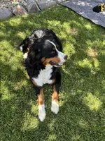 Bear, a male Miniature Bernedoodle for sale in Herriman, UT – 5 of 10
