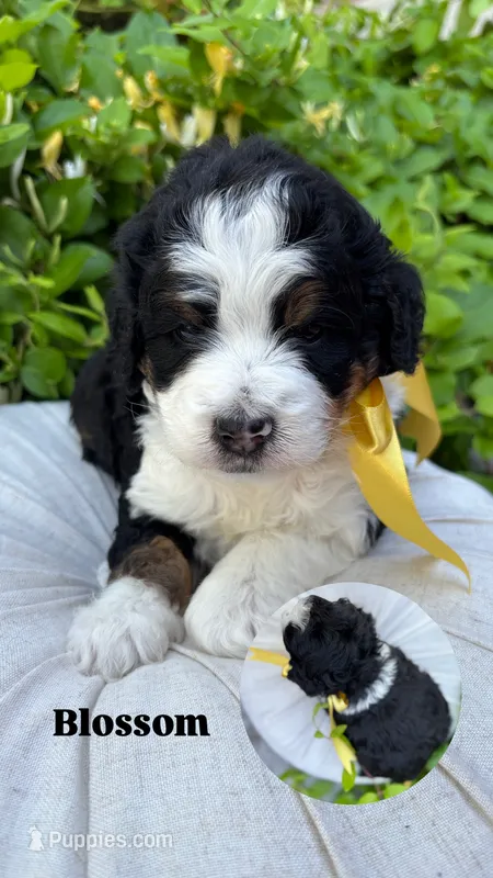 Blossom – Miniature Bernedoodle puppy for sale in Herriman, UT