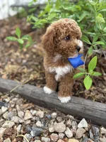 Cobalt - Crate trained, head start on potty training, 12 weeks old., a male Miniature Goldendoodle for sale in Herriman, UT – 4 of 5