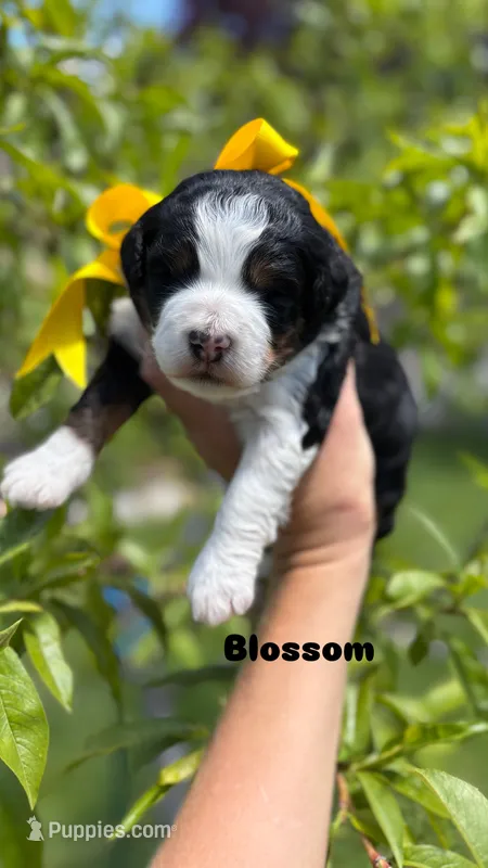 Blossom – Miniature Bernedoodle puppy for sale in Herriman, UT