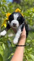 Blossom, a female Miniature Bernedoodle for sale in Herriman, UT – 1 of 1