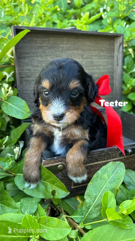 Teeter – Miniature Bernedoodle puppy for sale in Herriman, UT