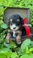 Teeter, a female Miniature Bernedoodle for sale in Herriman, UT – 1 of 2