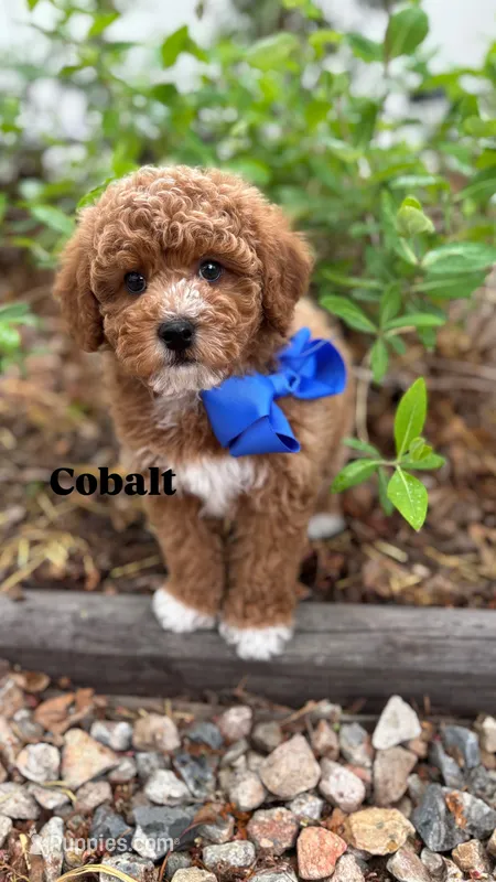 Cobalt - Crate trained, head start on potty training, 12 weeks old. – Miniature Goldendoodle puppy for sale in Herriman, UT