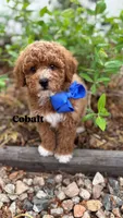 Cobalt - Crate trained, head start on potty training, 12 weeks old., a male Miniature Goldendoodle for sale in Herriman, UT – 1 of 5
