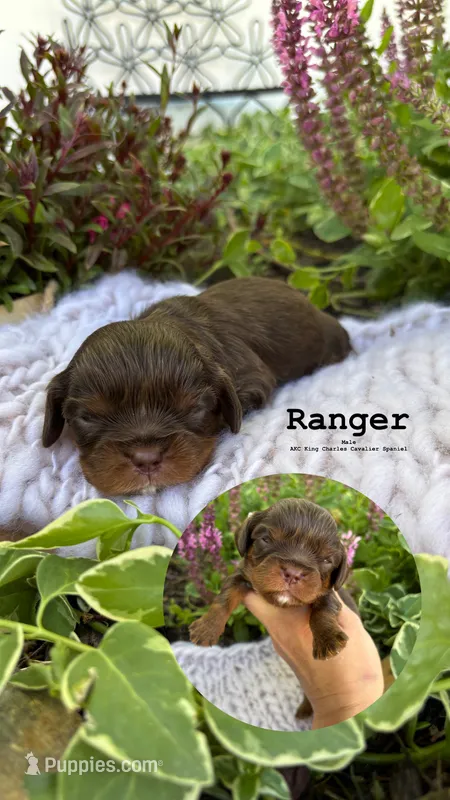 Ranger – Cavalier King Charles Spaniel puppy for sale in Herriman, UT