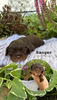 Ranger, a male Cavalier King Charles Spaniel for sale in Herriman, UT – 1 of 1