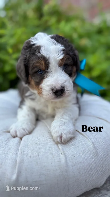 Bear – Miniature Bernedoodle puppy for sale in Herriman, UT