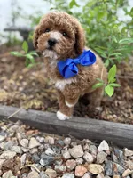 Cobalt - Crate trained, head start on potty training, 12 weeks old., a male Miniature Goldendoodle for sale in Herriman, UT – 2 of 5