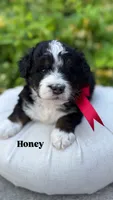 Honey, a female Miniature Bernedoodle for sale in Herriman, UT – 2 of 2