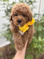 Navy - Crate trained, head start on potty training, 12 weeks old., a male Miniature Goldendoodle for sale in Herriman, UT – 2 of 5