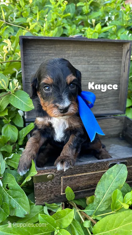 Kayce – Miniature Bernedoodle puppy for sale in Herriman, UT