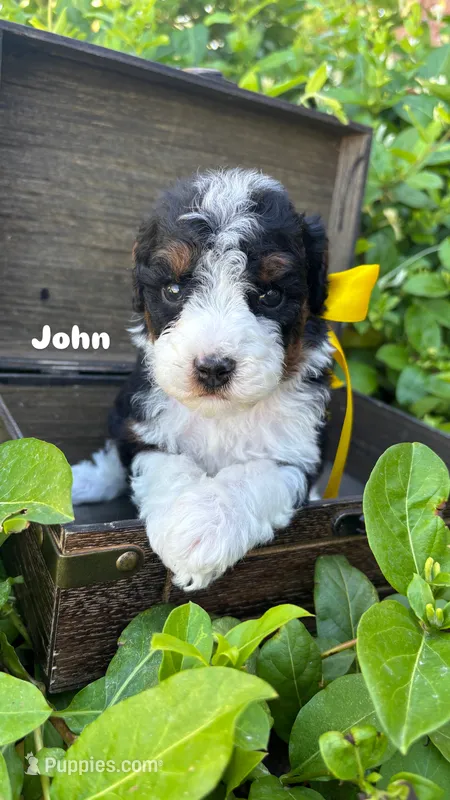 John – Miniature Bernedoodle puppy for sale in Herriman, UT