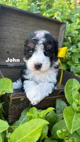 John, a male Miniature Bernedoodle for sale in Herriman, UT – 1 of 1