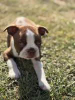 Honey, a female Boston Terrier for sale in Turlock, CA – 7 of 9