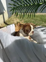 Honey, a female Boston Terrier for sale in Turlock, CA – 3 of 9