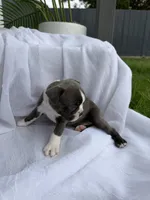 Cookie , a female Boston Terrier for sale in Turlock, CA – 7 of 7