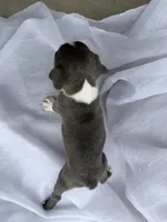 Cookie , a female Boston Terrier for sale in Turlock, CA – 2 of 7
