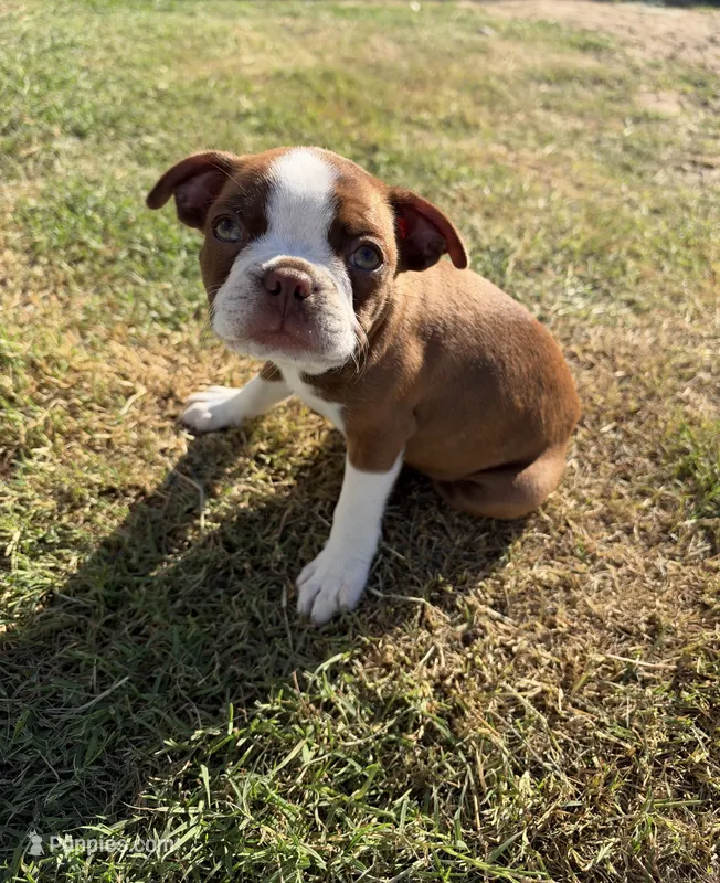 Honey – Boston Terrier puppy for sale in Turlock, CA