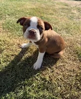 Honey, a female Boston Terrier for sale in Turlock, CA – 1 of 9