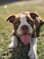 Honey, a female Boston Terrier for sale in Turlock, CA – 6 of 9