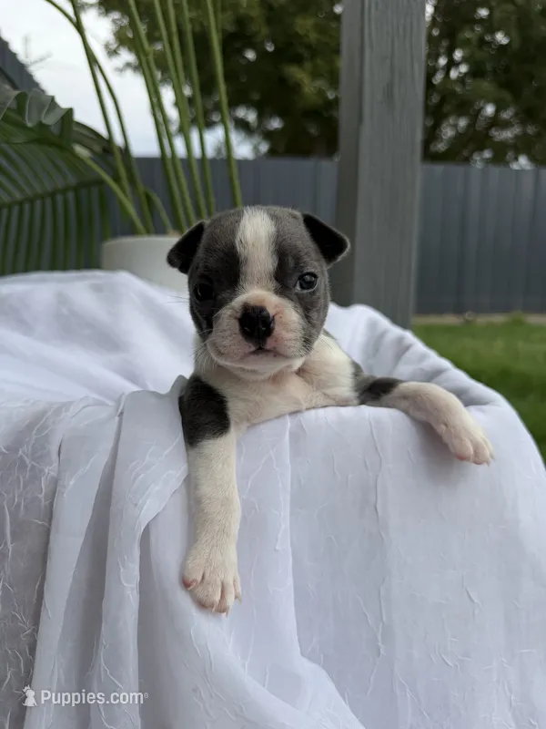Mochi – Boston Terrier puppy for sale in Turlock, CA
