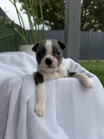 Mochi, a female Boston Terrier for sale in Turlock, CA – 1 of 5