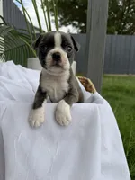 Cookie , a female Boston Terrier for sale in Turlock, CA – 5 of 7