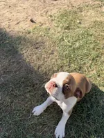 Maple , a female Boston Terrier for sale in Turlock, CA – 6 of 10