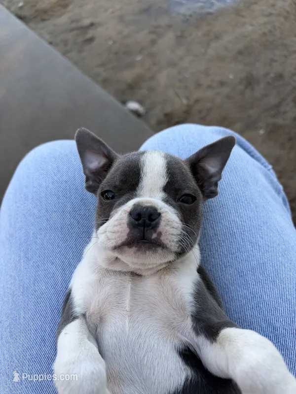 Mochi – Boston Terrier puppy for sale in Turlock, CA