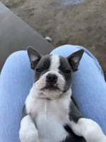 Mochi, a female Boston Terrier for sale in Turlock, CA – 1 of 5