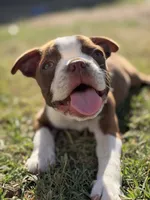 Honey, a female Boston Terrier for sale in Turlock, CA – 2 of 9