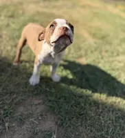 Maple , a female Boston Terrier for sale in Turlock, CA – 3 of 10