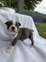 Mochi, a female Boston Terrier for sale in Turlock, CA – 3 of 5