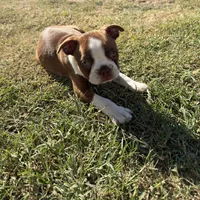 Honey, a female Boston Terrier for sale in Turlock, CA – 4 of 9