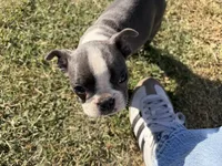 Mochi, a female Boston Terrier for sale in Turlock, CA – 2 of 5