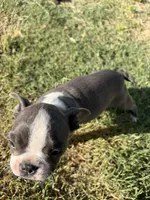 Mochi, a female Boston Terrier for sale in Turlock, CA – 5 of 5