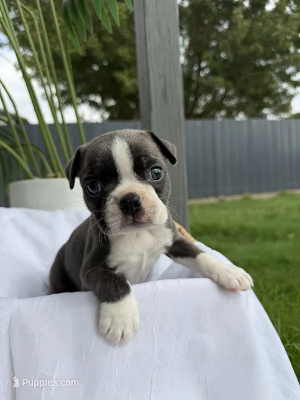 Cookie  – Boston Terrier puppy for sale in Turlock, CA