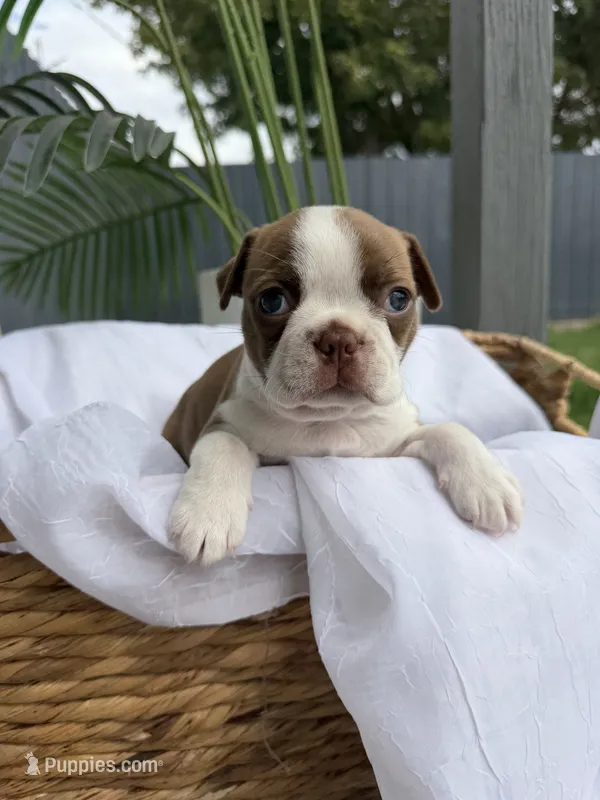 Maple  – Boston Terrier puppy for sale in Turlock, CA