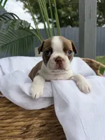 Maple , a female Boston Terrier for sale in Turlock, CA – 1 of 10
