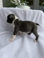 Mochi, a female Boston Terrier for sale in Turlock, CA – 4 of 5