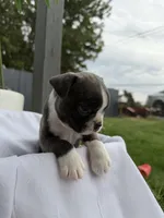 Cookie , a female Boston Terrier for sale in Turlock, CA – 3 of 7
