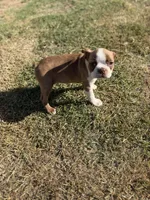 Maple , a female Boston Terrier for sale in Turlock, CA – 10 of 10