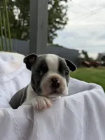 Rocky , a male Boston Terrier for sale in Turlock, CA – 3 of 6