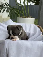Cookie , a female Boston Terrier for sale in Turlock, CA – 6 of 7